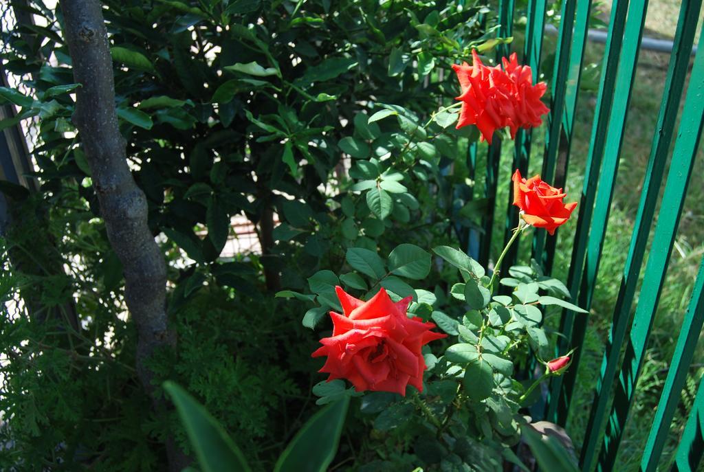 H And H Guesthouse Velipojë エクステリア 写真